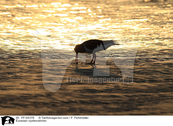 Austernfischer / Eurasian oystercatcher / FF-04376