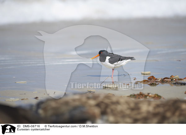 Austernfischer / Eurasian oystercatcher / DMS-08716