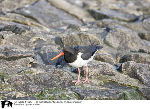 Austernfischer / Eurasian oystercatcher / MBS-14329