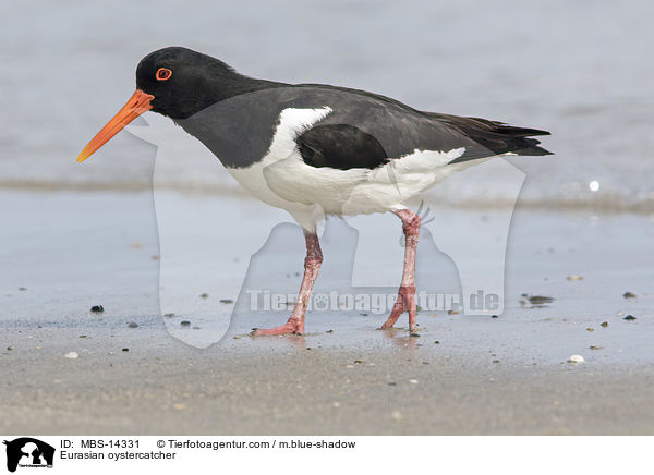 Austernfischer / Eurasian oystercatcher / MBS-14331
