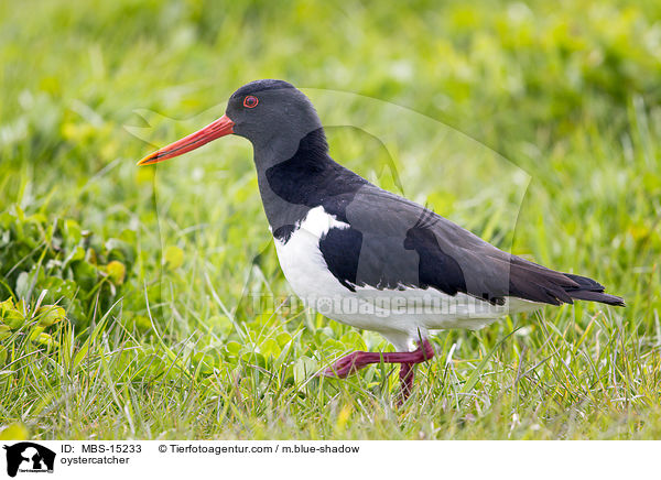 Austernfischer / oystercatcher / MBS-15233