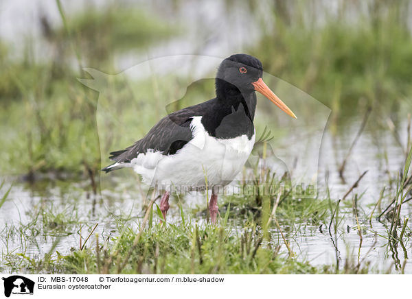 Austernfischer / Eurasian oystercatcher / MBS-17048