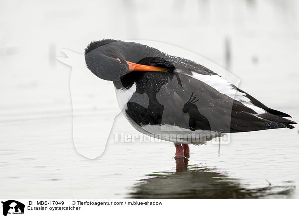 Austernfischer / Eurasian oystercatcher / MBS-17049