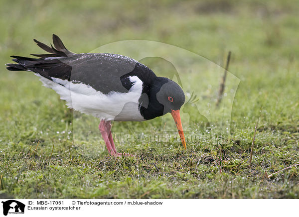 Austernfischer / Eurasian oystercatcher / MBS-17051