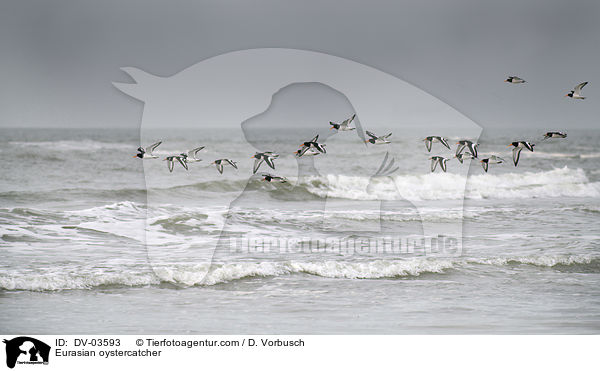 Austernfischer / Eurasian oystercatcher / DV-03593