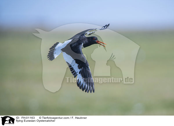 fliegender Austernfischer / flying Eurasian Oystercatcher / FH-01163