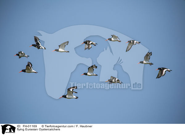 fliegende Austernfischer / flying Eurasian Oystercatchers / FH-01169