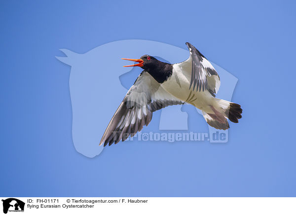 fliegender Austernfischer / flying Eurasian Oystercatcher / FH-01171