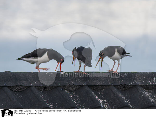 Eurasian oystercatcher / HB-02285