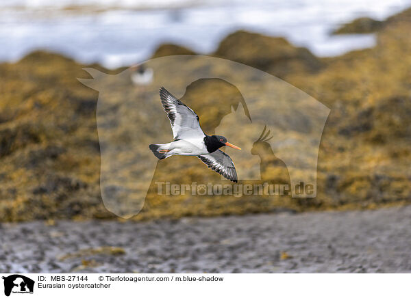 Eurasian oystercatcher / MBS-27144