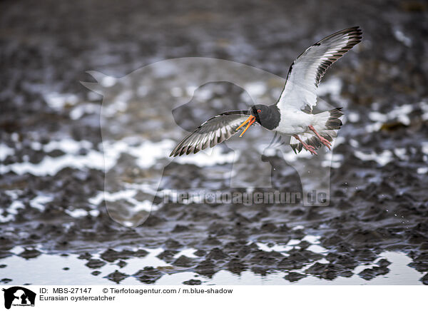 Eurasian oystercatcher / MBS-27147