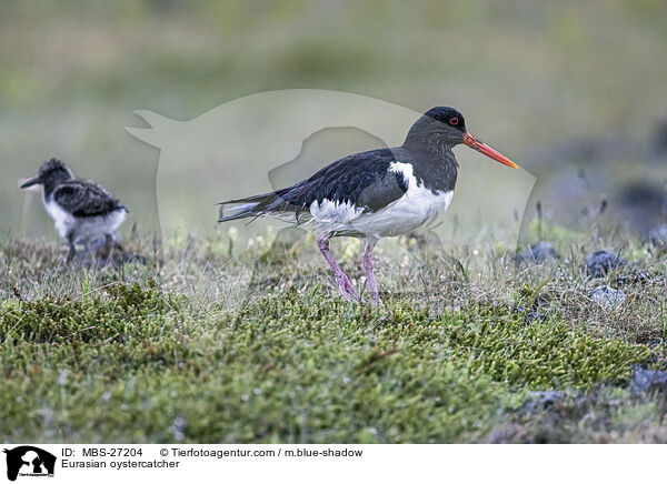 Austernfischer / Eurasian oystercatcher / MBS-27204
