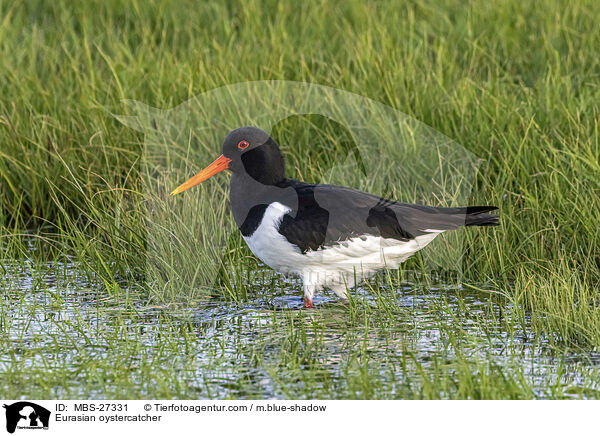 Austernfischer / Eurasian oystercatcher / MBS-27331