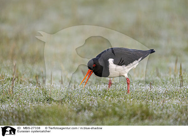 Austernfischer / Eurasian oystercatcher / MBS-27338