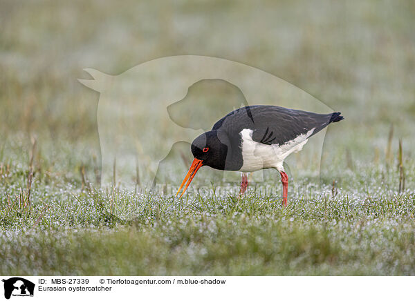 Austernfischer / Eurasian oystercatcher / MBS-27339