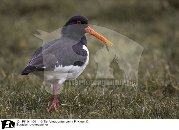 Eurasian oystercatcher / PK-01400