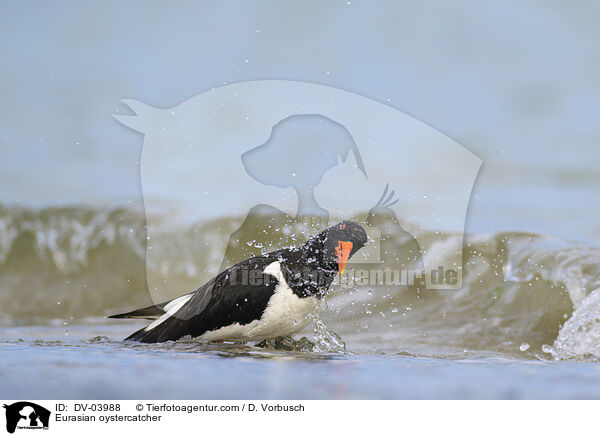 Eurasian oystercatcher / DV-03988