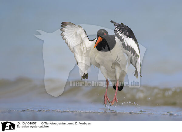 Eurasian oystercatcher / DV-04057