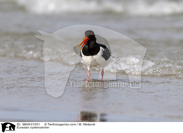 Austernfischer / Eurasian oystercatcher / MAW-01051