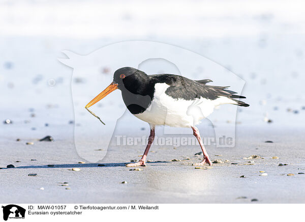 Austernfischer / Eurasian oystercatcher / MAW-01057