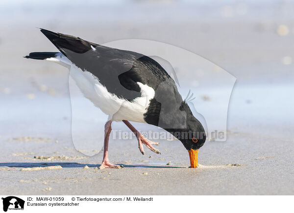 Austernfischer / Eurasian oystercatcher / MAW-01059