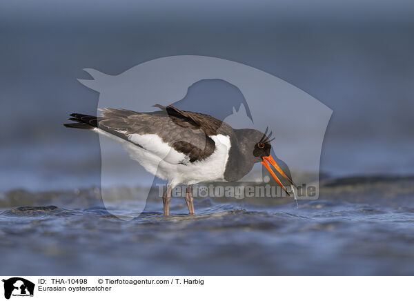 Austernfischer / Eurasian oystercatcher / THA-10498