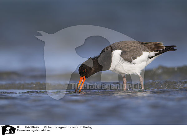 Austernfischer / Eurasian oystercatcher / THA-10499