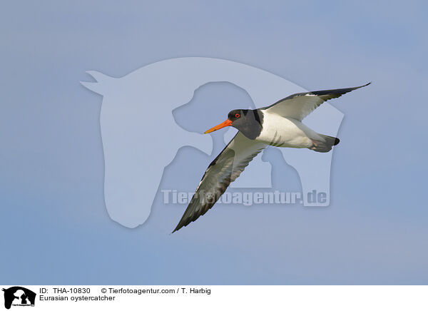 Austernfischer / Eurasian oystercatcher / THA-10830