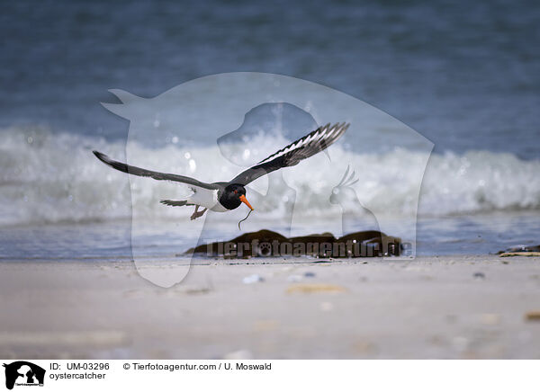 Austernfischer / oystercatcher / UM-03296