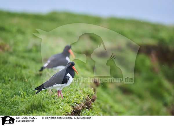 Austernfischer / oystercatcher / DMS-10220