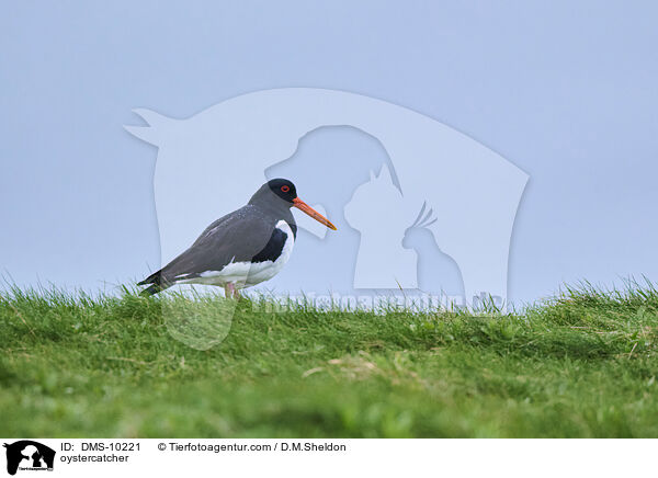 Austernfischer / oystercatcher / DMS-10221