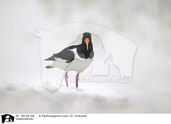 Austernfischer / oystercatcher / DV-04126