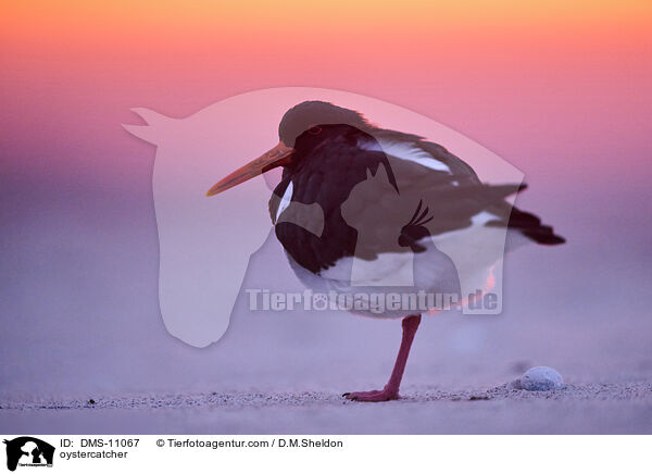 Austernfischer / oystercatcher / DMS-11067