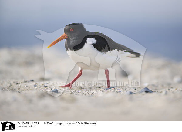 Austernfischer / oystercatcher / DMS-11073