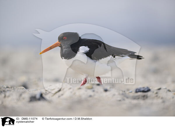 Austernfischer / oystercatcher / DMS-11074