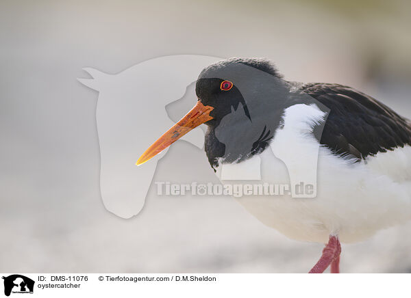 Austernfischer / oystercatcher / DMS-11076