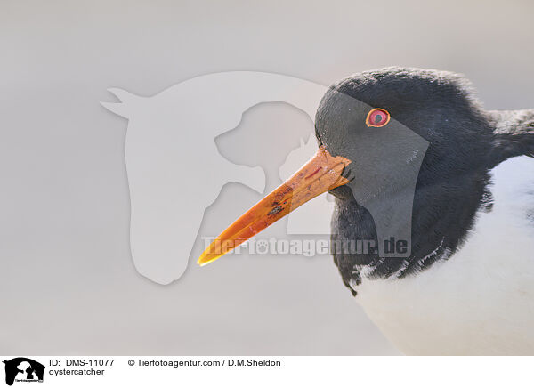 Austernfischer / oystercatcher / DMS-11077