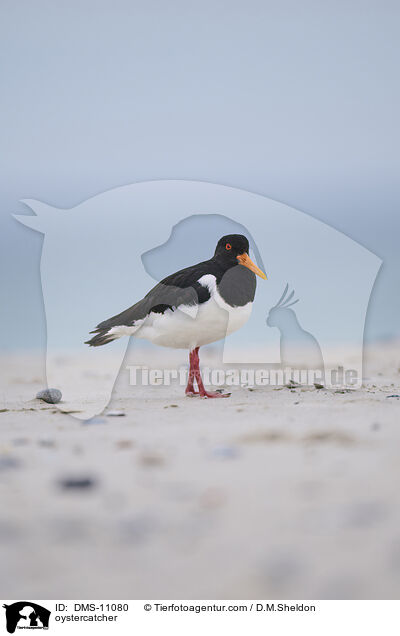 Austernfischer / oystercatcher / DMS-11080