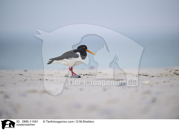 Austernfischer / oystercatcher / DMS-11081