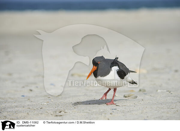 Austernfischer / oystercatcher / DMS-11082