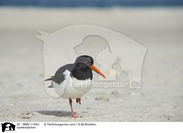 Austernfischer / oystercatcher / DMS-11083