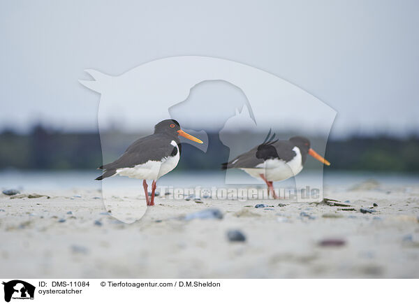 Austernfischer / oystercatcher / DMS-11084