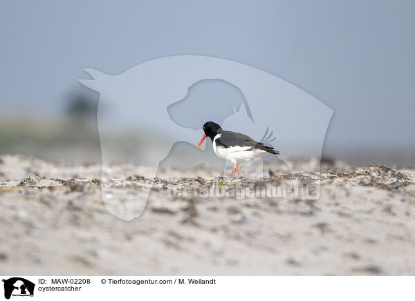 Austernfischer / oystercatcher / MAW-02208