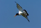 Oystercatcher