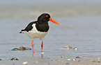Oystercatcher