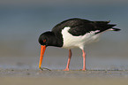 Eurasian oystercatcher