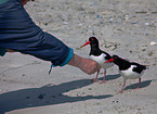 Eurasian oystercatcher