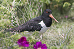 Eurasian oystercatcher