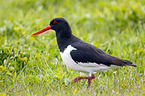 oystercatcher
