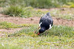 oystercatcher